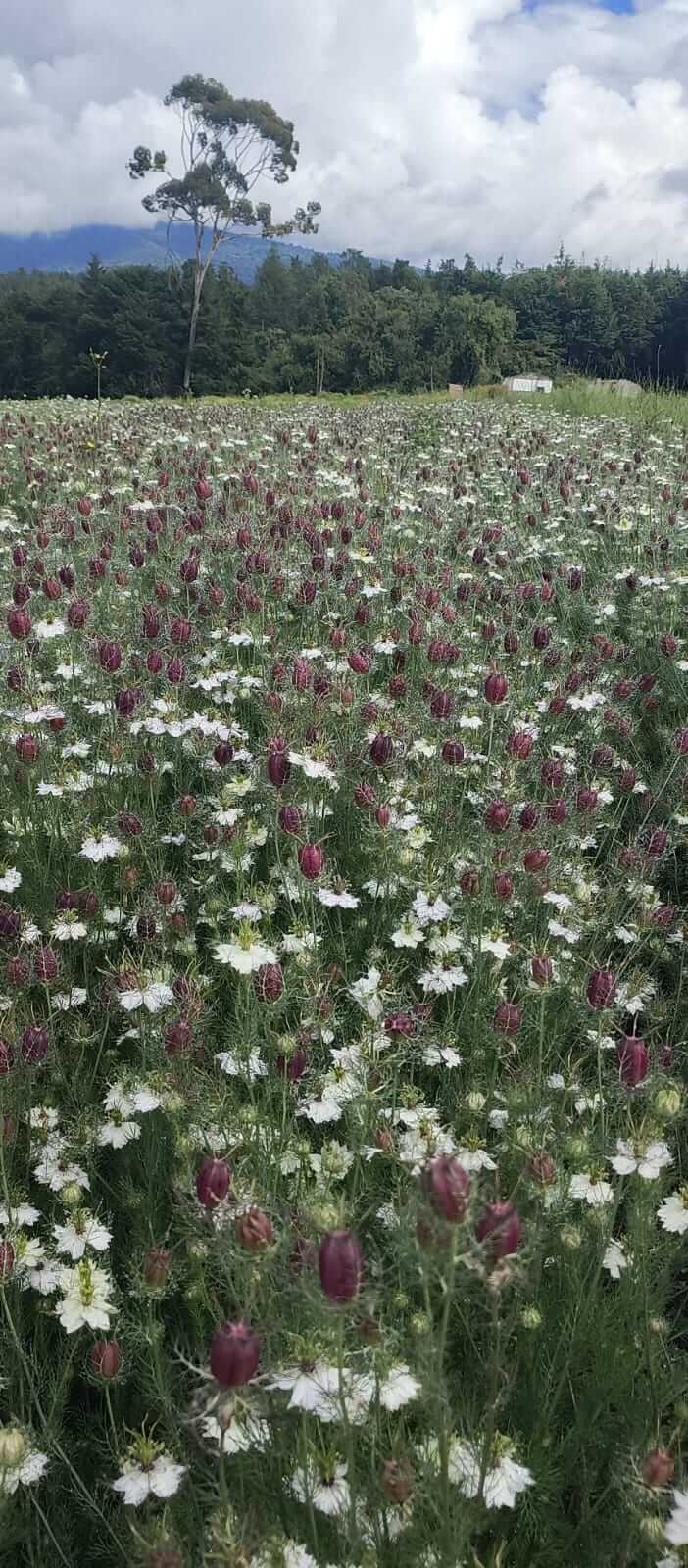 Riverdale Flowers farm fields in the Aberdares