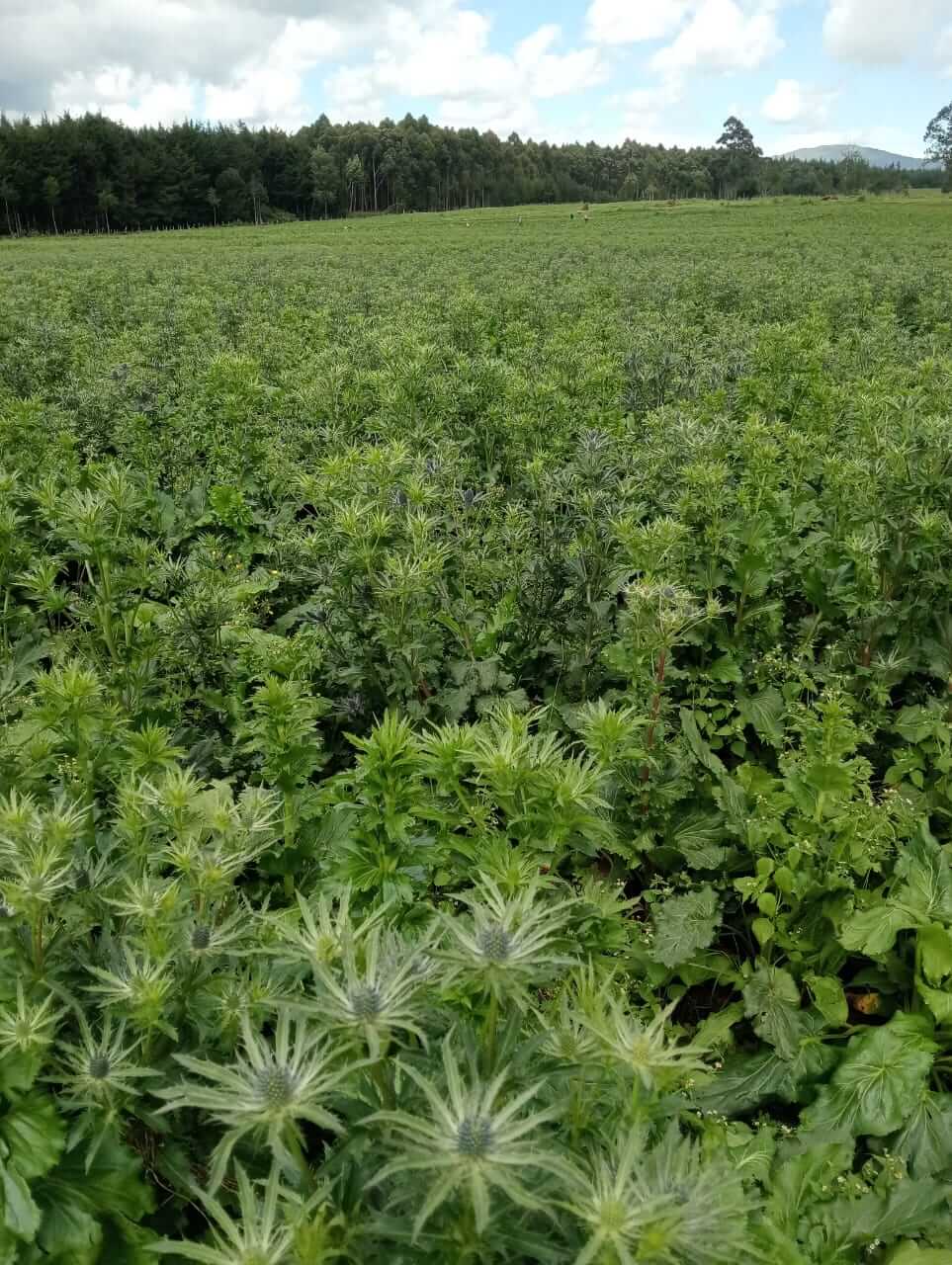 Sustainable farming practices at Riverdale Flowers